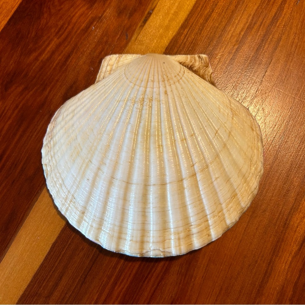 Seashell catchall dish - Picture 3 of 4